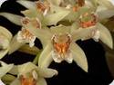 Coelogyne asperata